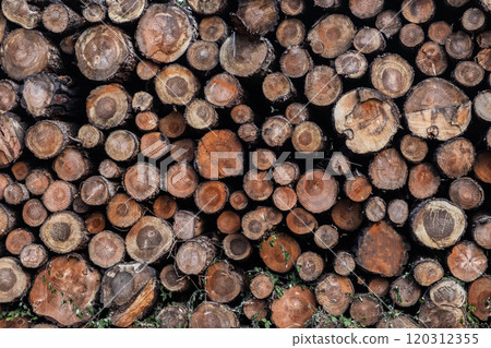 Stacked Timber Logs - Natural Wood Texture Background 120312355