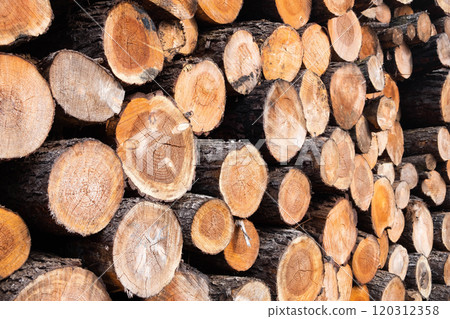 Stacked Timber Logs - Natural Wood Texture Background 120312358