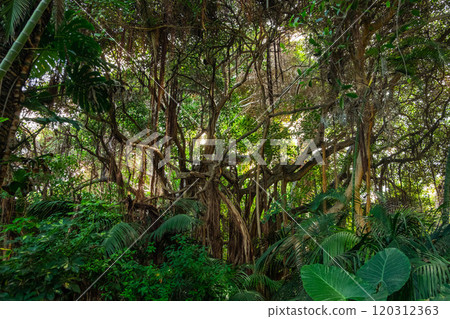 Inside Jungle, rainforest nature. Tropical forest landscape 120312363