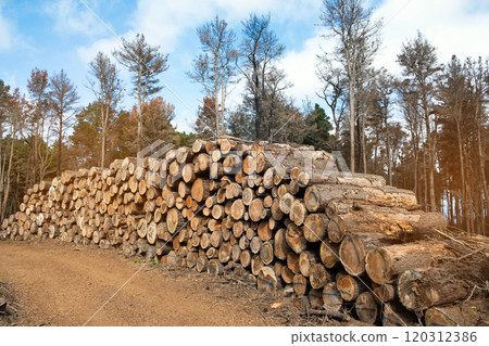 Freshly Cut Trees Stacked for Logging in a Natural Landscape . 120312386