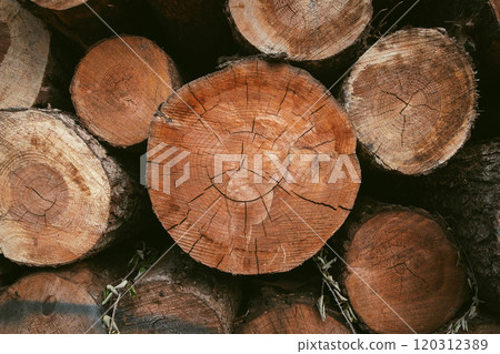 Close-Up of Tree Logs. Stacked Timber Logs , Natural Wood Texture Background Close-Up of Tree Logs. Stacked Timber Logs , Natural Wood Texture Background 120312389