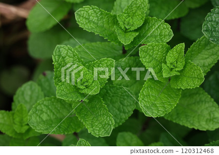 Fresh green mint leaves growing on garden bed Fresh green mint leaves growing on garden bed 120312468
