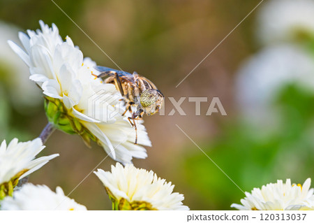 A yellow-spotted hoverfly flies to a chrysanthemum flower and sucks nectar A yellow-spotted hoverfly flies to a chrysanthemum flower and sucks nectar 120313037