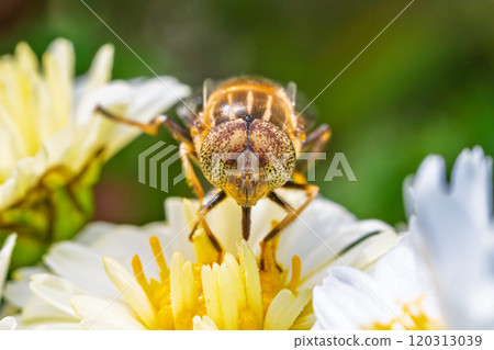 A yellow-spotted hoverfly flies to a chrysanthemum flower and sucks nectar 120313039