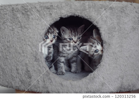 A cute fluffy pet kittens look out of the hole. Funny adorable domestic kittens playing together. A cute fluffy pet kittens look out of the hole. Funny adorable domestic kittens playing together. 120313256