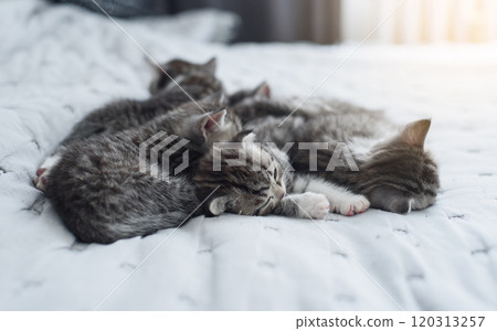 Six small striped domestic kittens sleeping together at home lying on bed gray blanket. Cute pets. Six small striped domestic kittens sleeping together at home lying on bed gray blanket. Cute pets. 120313257
