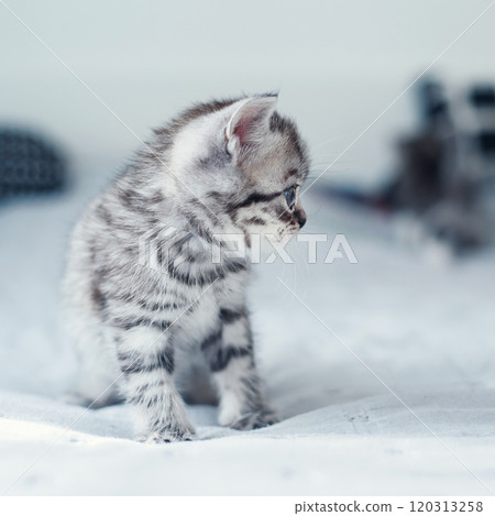 Cute fluffy small grey domestic kitten with blue eyes sit on grey sofa at cozy home. Cute fluffy small grey domestic kitten with blue eyes sit on grey sofa at cozy home. 120313258