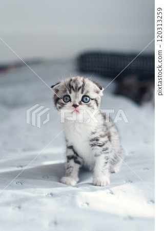 Adorable fluffy small light grey domestic fold Scottish kitten sit on grey soft sofa at home. Adorable fluffy small light grey domestic fold Scottish kitten sit on grey soft sofa at home. 120313259