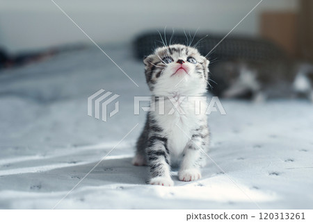 Adorable fluffy small light grey domestic fold Scottish kitten sit on grey soft sofa at home. 120313261