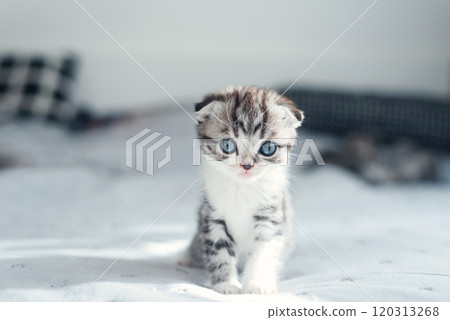 Adorable fluffy small light grey domestic fold Scottish kitten sit on grey soft sofa at home. 120313268