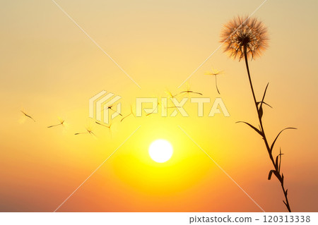 Silhouettes of flying dandelion seeds on the background of the sunset sky. Silhouettes of flying dandelion seeds on the background of the sunset sky. 120313338