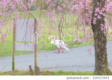 Weeping cherry blossoms and swans (Beppu City, Oita Prefecture) Weeping cherry blossoms and swans (Beppu City, Oita Prefecture) 120313433