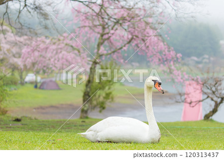 Weeping cherry blossoms and swans (Beppu City, Oita Prefecture) Weeping cherry blossoms and swans (Beppu City, Oita Prefecture) 120313437