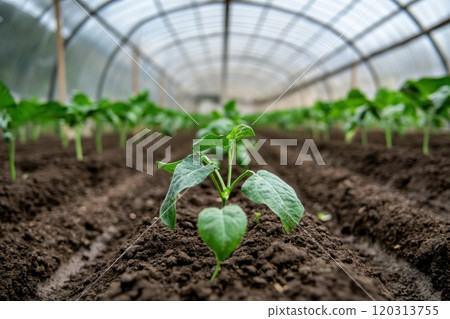 Rows of small plants growing inside a greenhouse polytunnel 120313755