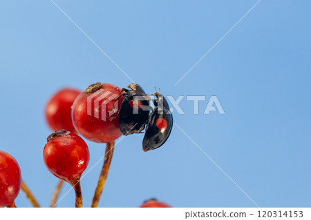 Pair of ladybugs (Ladybugs) Pair of ladybugs (Ladybugs) 120314153