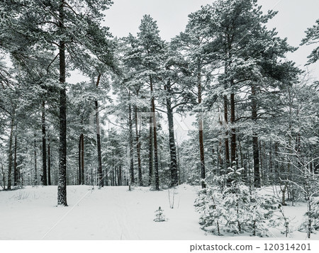Forest in Estonia, covered with snow. Winter seasonal landscape 120314201