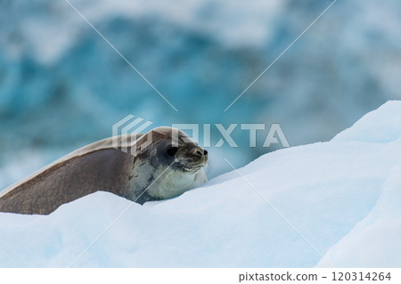 Close-up of a Weddell seal 120314264