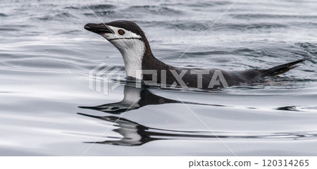Swimming and Jumping Penguins among the Antarctic Sea Ice 120314265