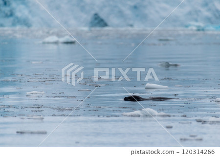 Telephoto of a hunting leapard seal 120314266