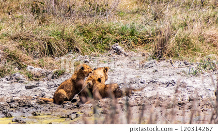 Lion Cubs in the Ngorogoro Crater 120314267