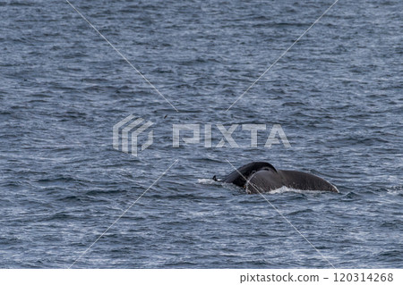 Diving whale in the antarctic Diving whale in the antarctic 120314268