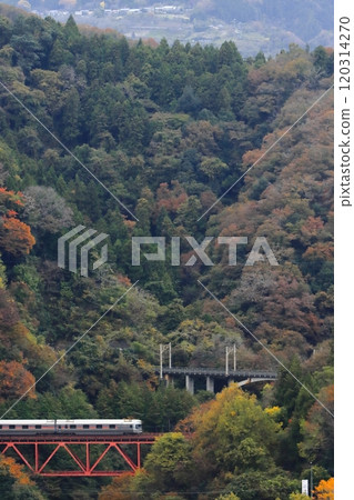 Cassiopeia Journey bound for Kofu, climbing up the mountainous section of the Chuo Main Line, brimming with autumn foliage_Photo taken on 11/16/2024 Cassiopeia Journey bound for Kofu, climbing up the mountainous section of the Chuo Main Line, brimming with autumn foliage_Photo taken on 11/16/2024 120314270