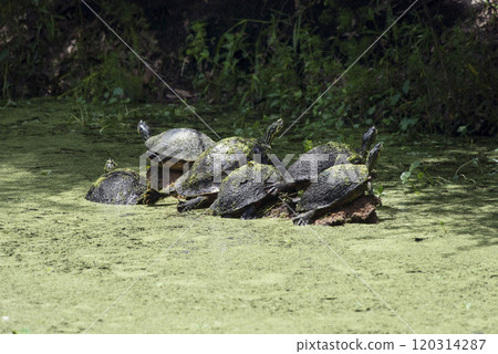 Florida turtles sunning in wetlands 120314287