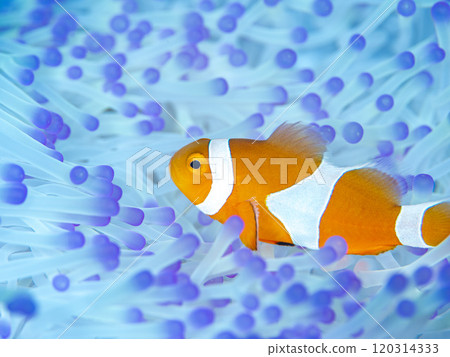 海葵和銀蓮花屬魚 120314333