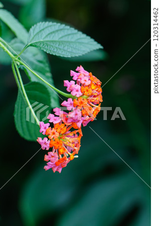 Lantana blooming in the greenhouse 120314462