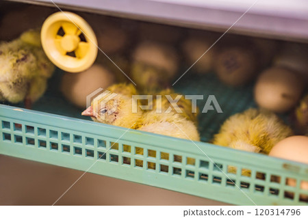 Large group of newly hatched chicks on a chicken farm Large group of newly hatched chicks on a chicken farm 120314796