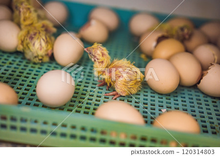Large group of newly hatched chicks on a chicken farm Large group of newly hatched chicks on a chicken farm 120314803