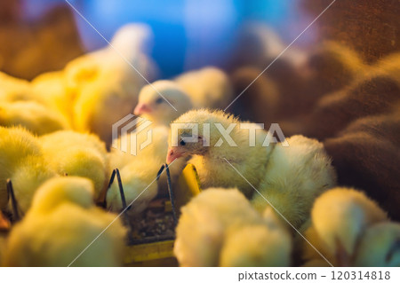 Large group of newly hatched chicks on a chicken farm Large group of newly hatched chicks on a chicken farm 120314818