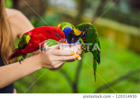 Young woman feeding big tropical parrots with milk 120314930