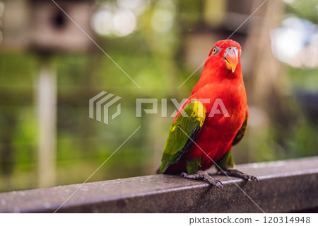 Colorful portrait of Amazon macaw parrot against jungle. Side view of wild parrot on green background. Wildlife and rainforest exotic tropical birds as popular pet breeds 120314948