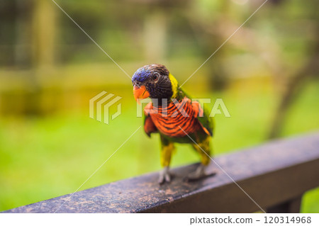 Colorful portrait of Amazon macaw parrot against jungle. Side view of wild parrot on green background. Wildlife and rainforest exotic tropical birds as popular pet breeds 120314968