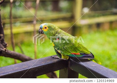 Colorful portrait of Amazon macaw parrot against jungle. Side view of wild parrot on green background. Wildlife and rainforest exotic tropical birds as popular pet breeds 120314969