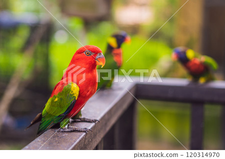 Colorful portrait of Amazon macaw parrot against jungle. Side view of wild parrot on green background. Wildlife and rainforest exotic tropical birds as popular pet breeds 120314970