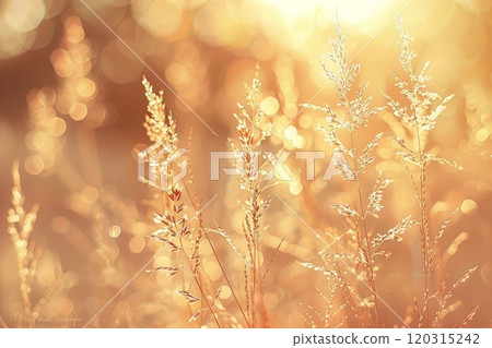 Golden sunlight shining on a field of tall green grass. Summer meadow concept. 120315242