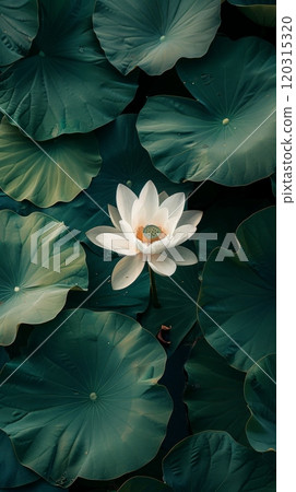 Close-up of a pristine white flower blooming among green leaves. Nature's elegance concept. Close-up of a pristine white flower blooming among green leaves. Nature's elegance concept. 120315320