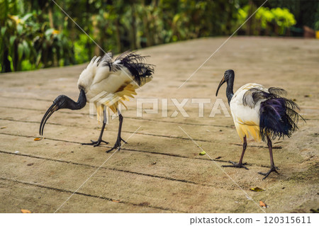 African Sacred ibis walks in the park African Sacred ibis walks in the park 120315611