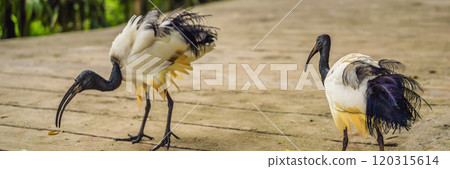 African Sacred ibis walks in the park BANNER, LONG FORMAT African Sacred ibis walks in the park BANNER, LONG FORMAT 120315614
