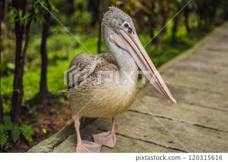 Pelican walks along the path in the park Pelican walks along the path in the park 120315616