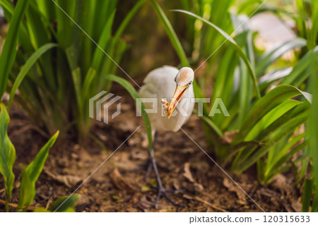 Little Egret Cattle egret Bubulcus ibis Waters Edge Little Egret Cattle egret Bubulcus ibis Waters Edge 120315633