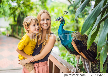 Happy family mom and son watching peacock in the park 120315655