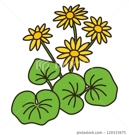 大吳風草 120315675