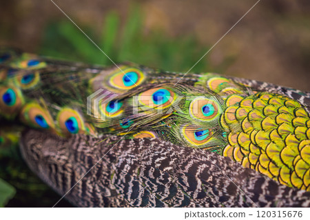 Portrait of a beautiful and colorful Blue Ribbon Peacock 120315676