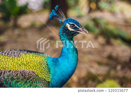 Portrait of a beautiful and colorful Blue Ribbon Peacock 120315677