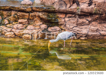 The Yellow-billed Stork, Mycteria ibis, is a large wading bird in the stork family Ciconiidae The Yellow-billed Stork, Mycteria ibis, is a large wading bird in the stork family Ciconiidae 120315680