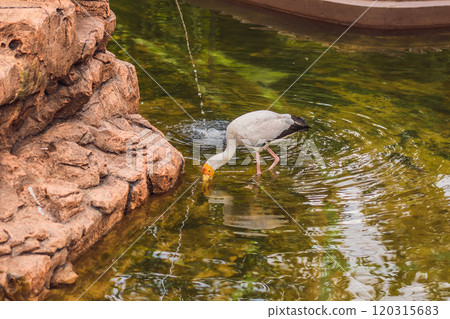 The Yellow-billed Stork, Mycteria ibis, is a large wading bird in the stork family Ciconiidae 120315683