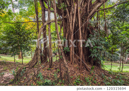 big tree root in the jungle wild. amazing banyan root in deep tropical forest. A old tree has roots for natural background big tree root in the jungle wild. amazing banyan root in deep tropical forest. A old tree has roots for natural background 120315694